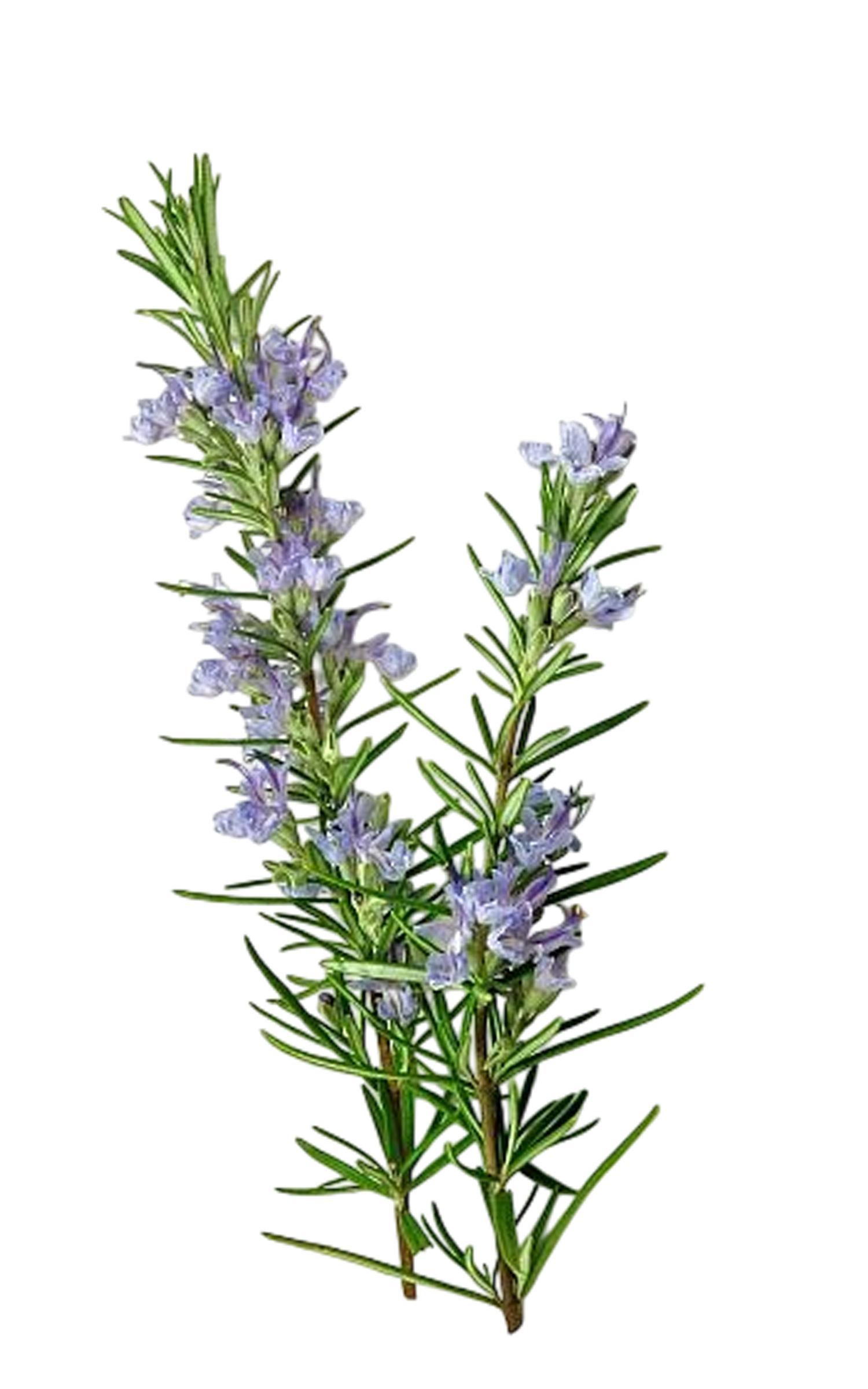 Rosemary Plant