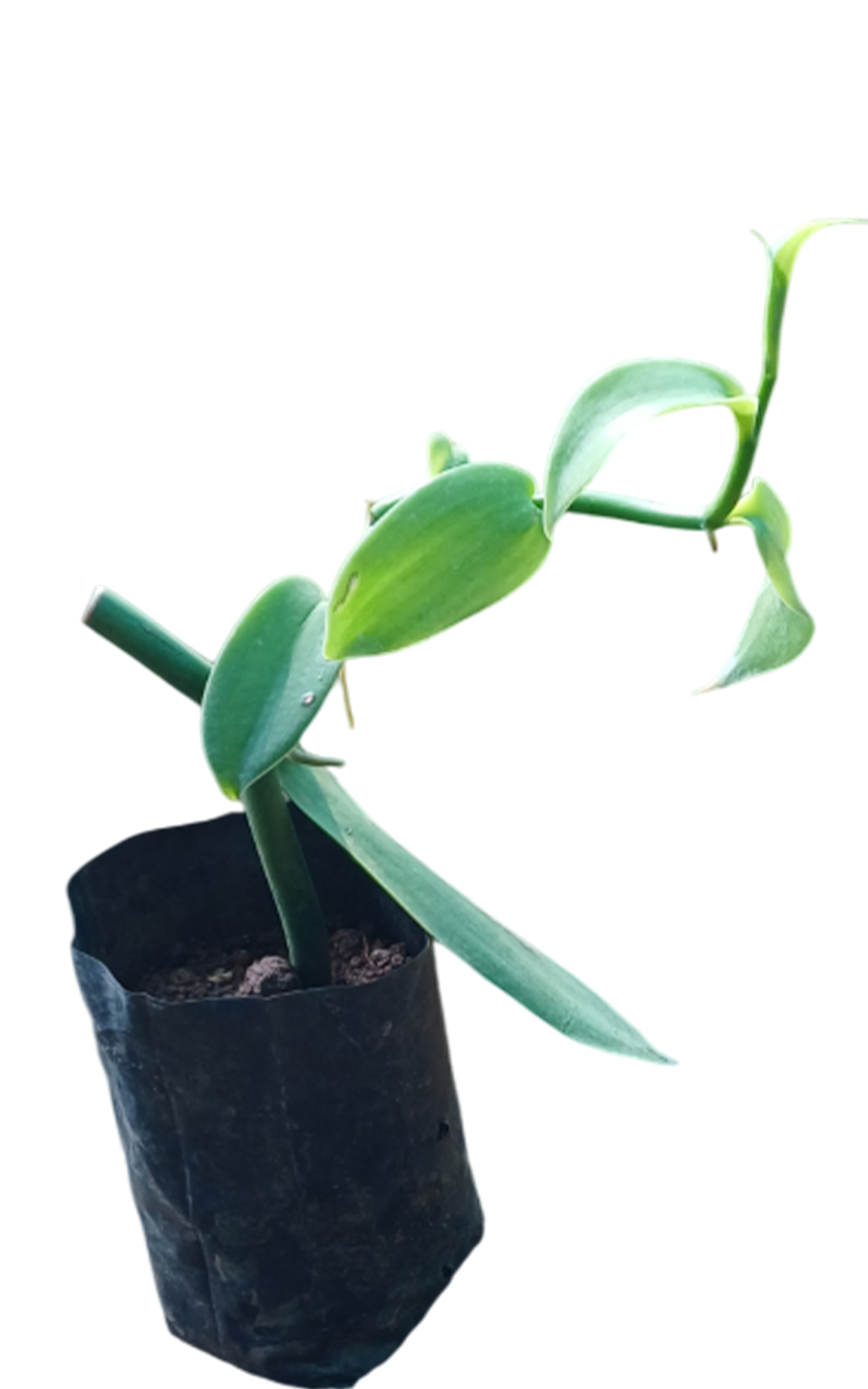 Vanilla