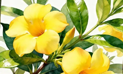 Allamanda Creeper Golden Trumpet