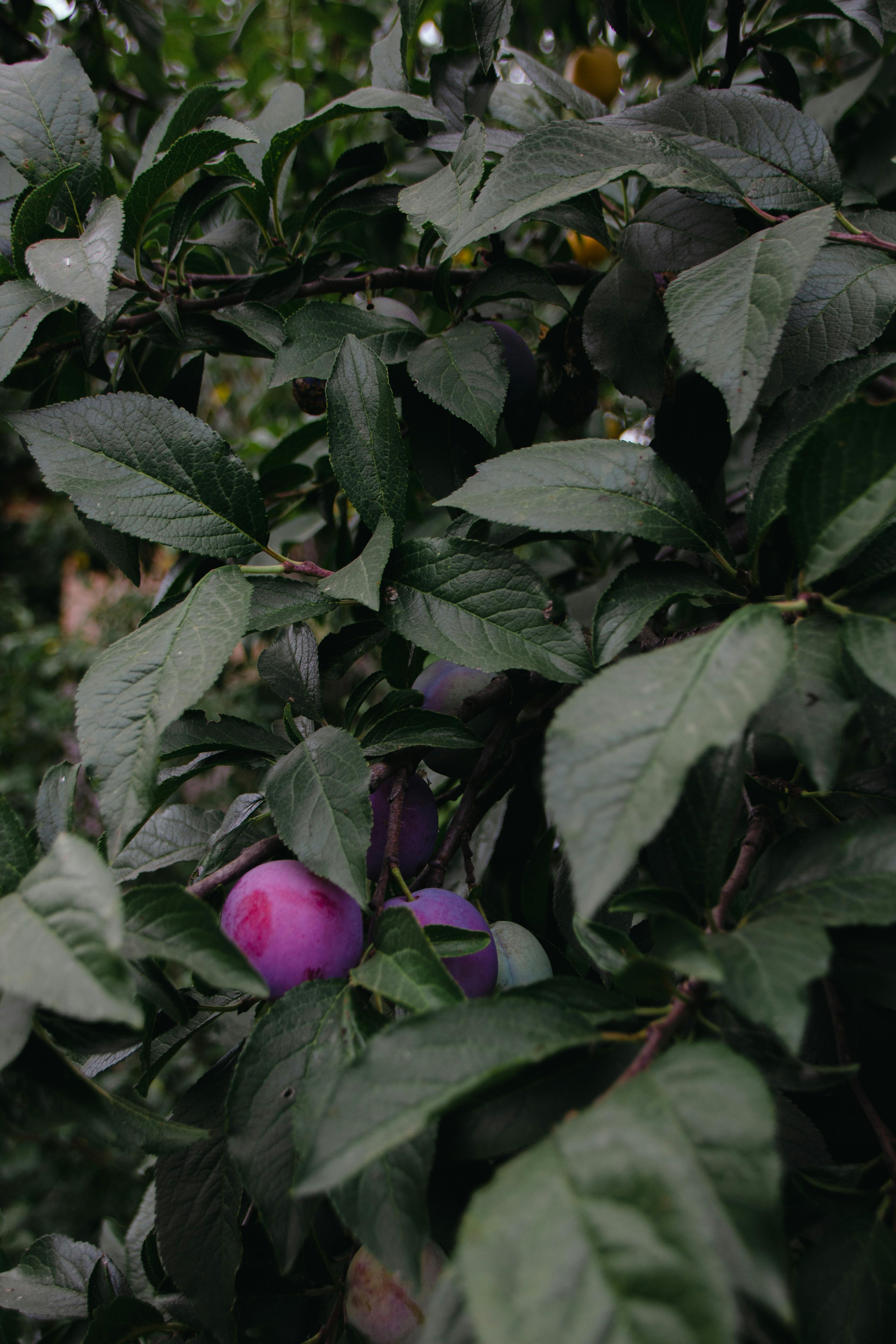 Alubukhara Plum Plant