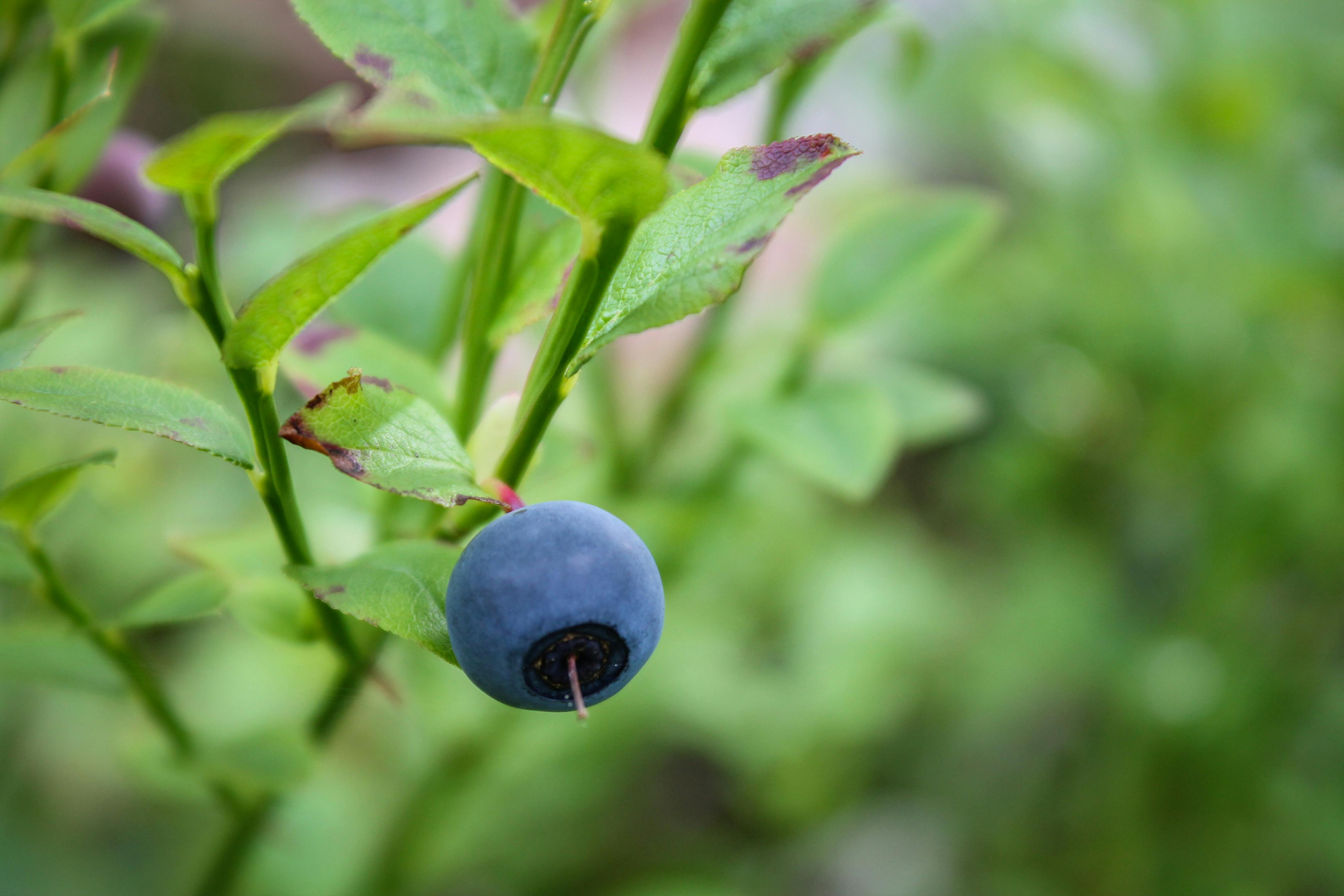 Blueberry Plant