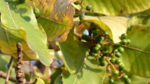 Charoli Chironji Tree