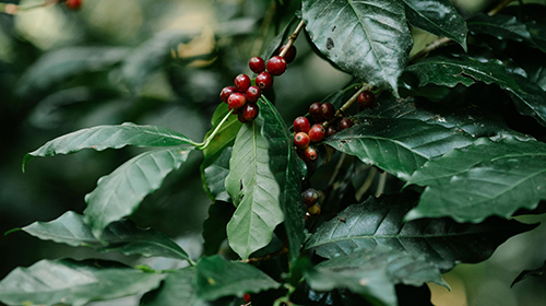 Coffee Plant