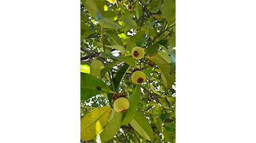 Mangosteen Fruit Tree