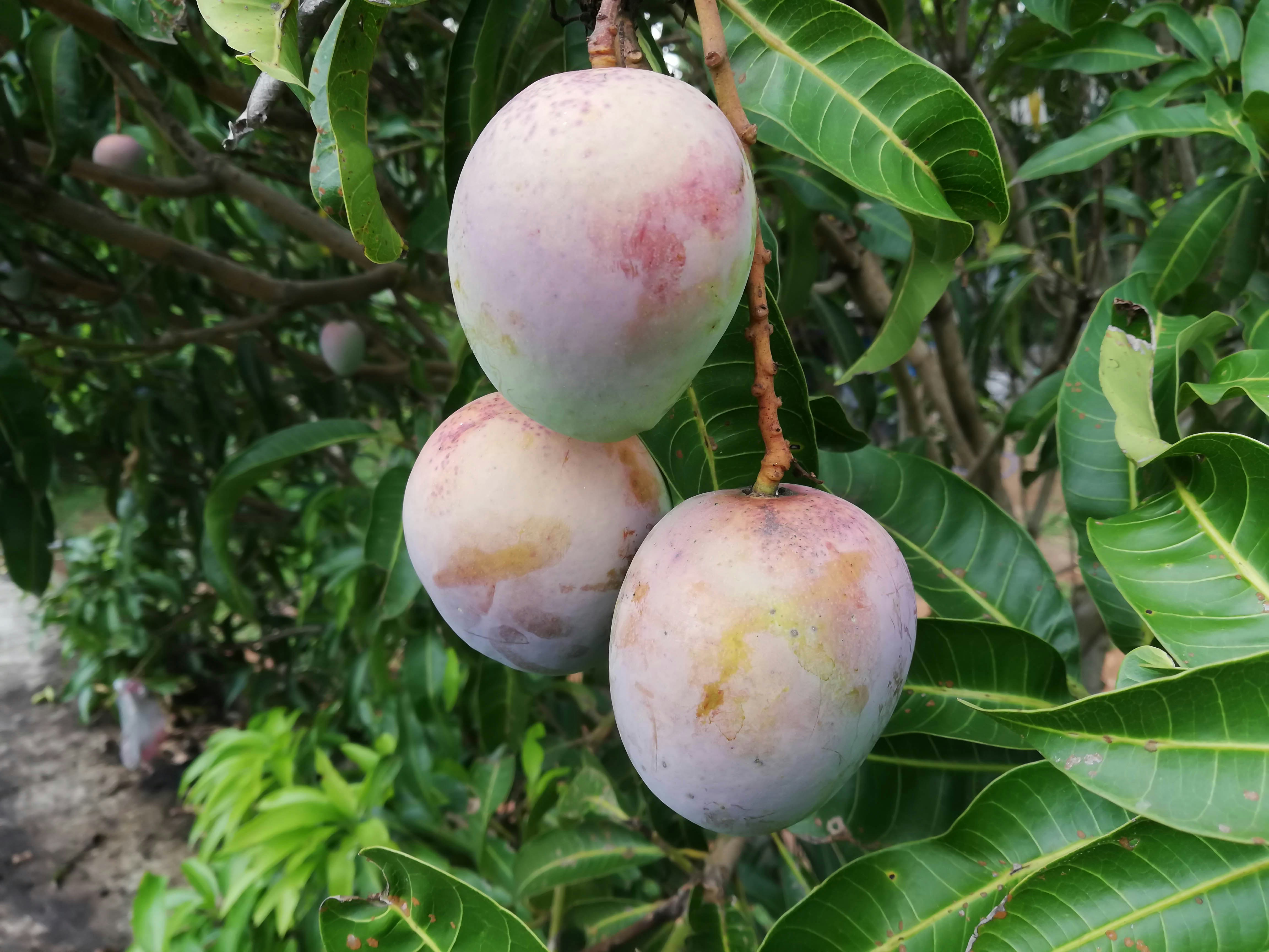 Miyazaki Mango Fruit Tree