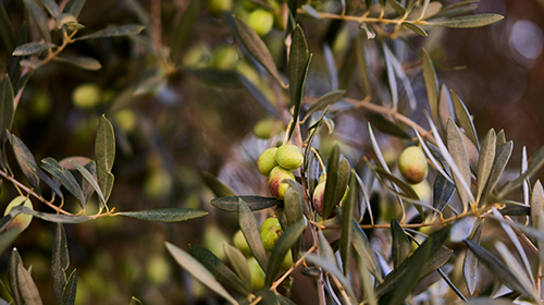 Olive Fruit Tree