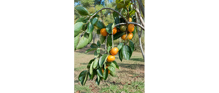 Persimmon Plant