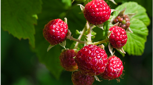 Raspberry Fruit Tree