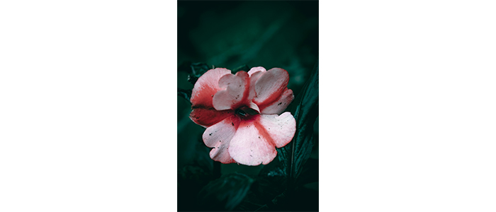 Impatiens balsamina