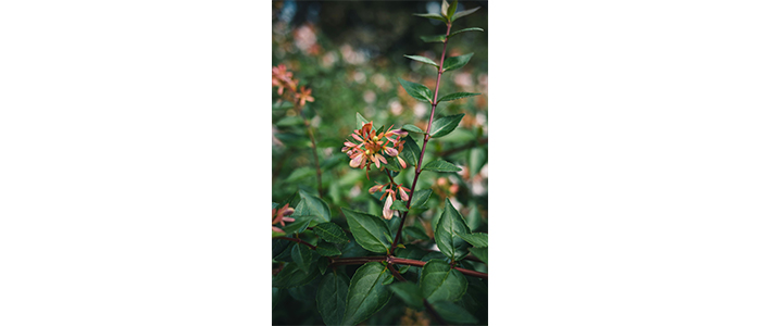 Abelia x grandiflora