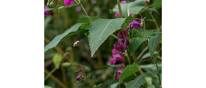 Impatiens balsamina