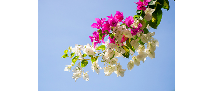 Bougainvillea spectabilis
