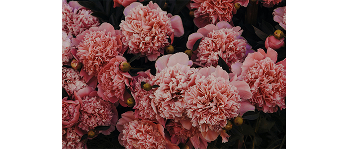 Dianthus caryophyllus