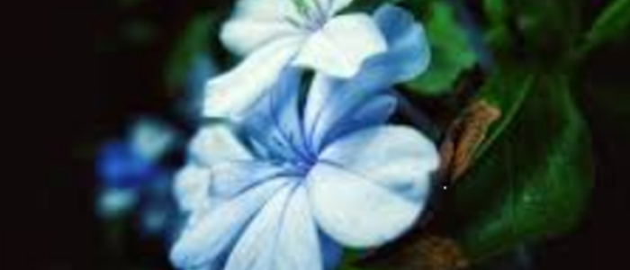 Plumbago zeylanica