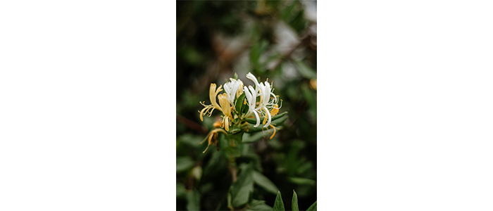 Lonicera