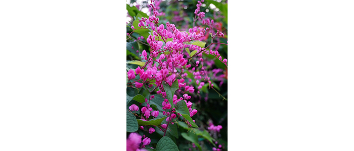 Icecream Creeper Coral Vine