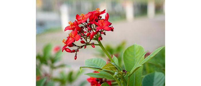 Jatropha integerrima