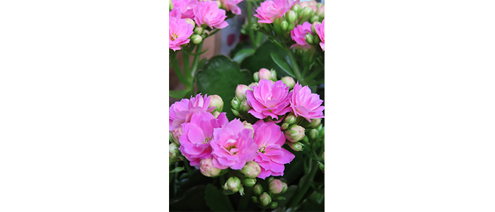 kalanchoe blossfeldiana