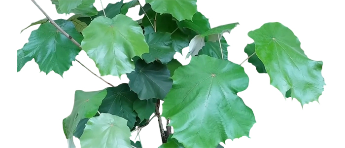 Pterospermum acerifolium