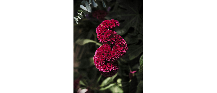Celosia argentea Comb Flower