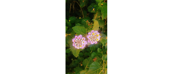 Lantana camara