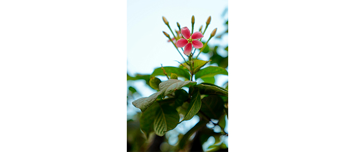 Combretum indicum Rangoon Creeper