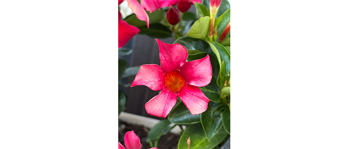 Mandevilla splendens plant