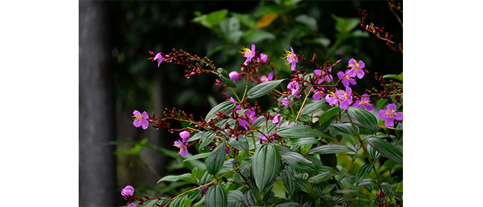 Melastoma malabathricum