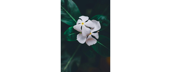 Catharanthus roseus