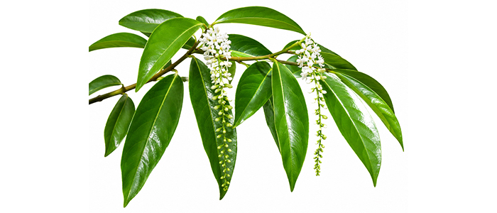 Sitaranjan Fiddlewood Plant