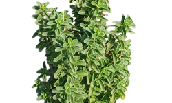 मारवा