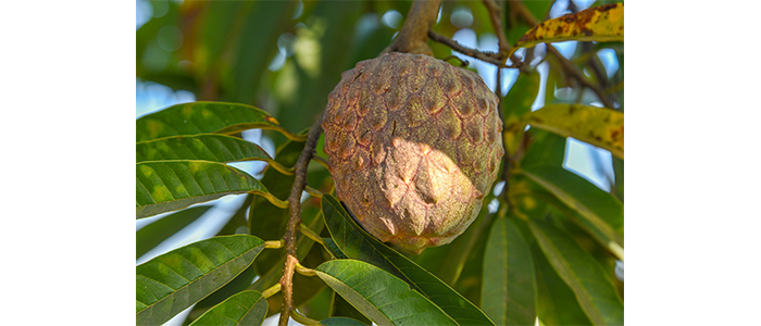 Ramphal Fruit Plant