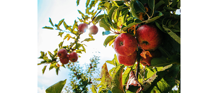 Apple Plant