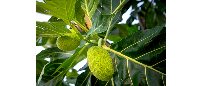 Breadfruit Plant