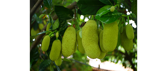 Jackfruit Plant