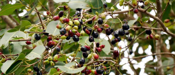 Jamun Plant