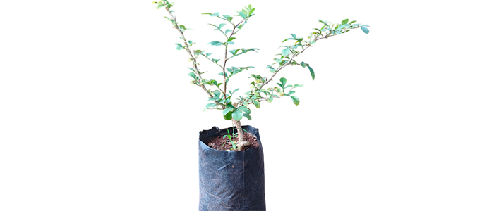 Kavath Plant