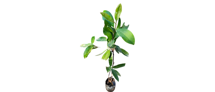 Kokum Plant