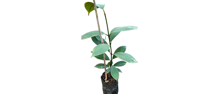 Mangosteen Fruit Plant
