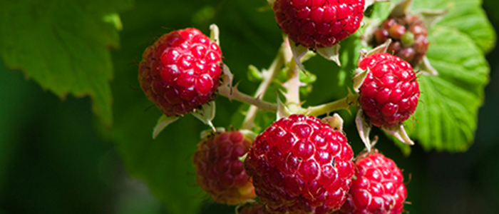 Raspberry Fruit Plant