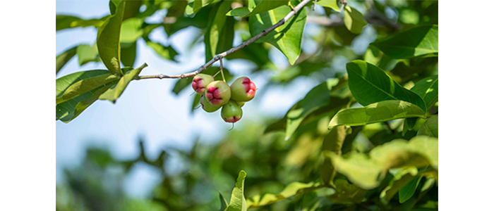 Water Apple Plant