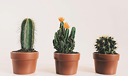 Cactus Plants Collection