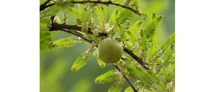 Amla Tree