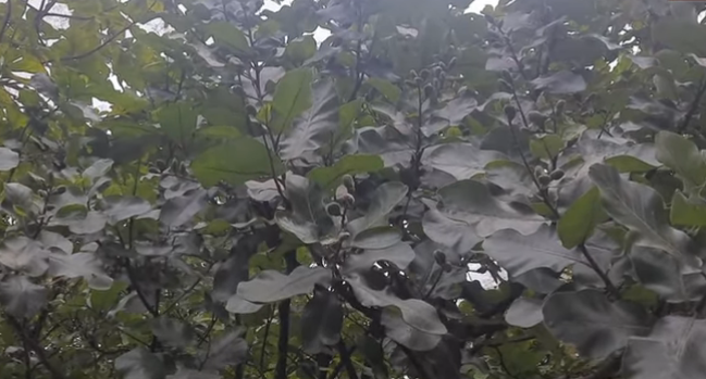 बिब्बा वनस्पती - marking nut tree
