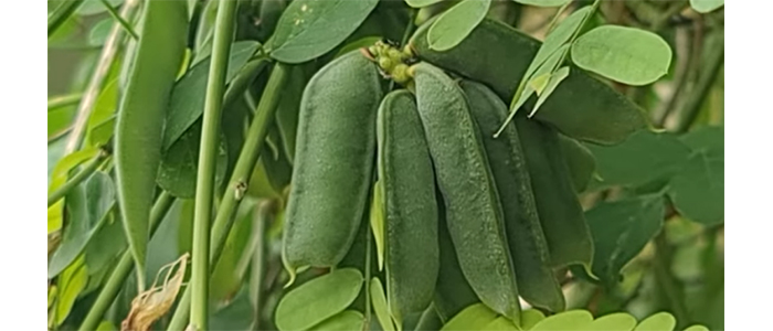 काळी गुंज Abrus precatorius