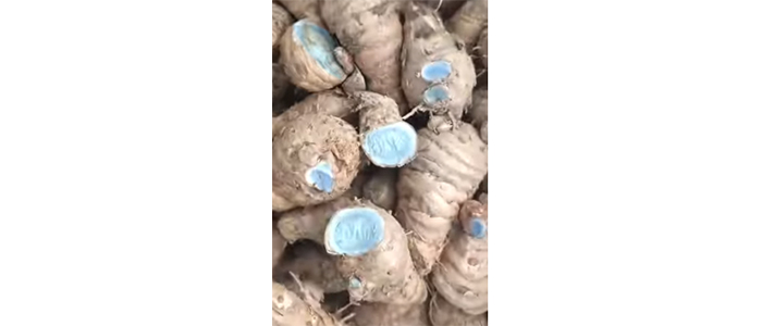 काळी हळद Curcuma caesia