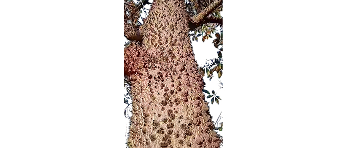 काटे सावर Bombax ceiba