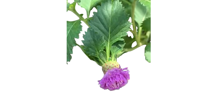केसवर्धणी Centratherum punctatum
