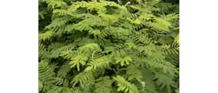 खैर Senegalia catechu