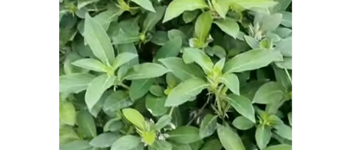 काटे कोरांटी Barleria cuspidata